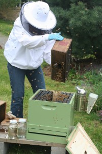 Dumping the bees into the hive
