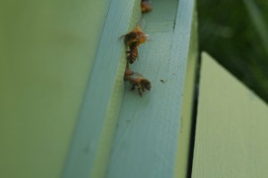 Bees have been out foraging