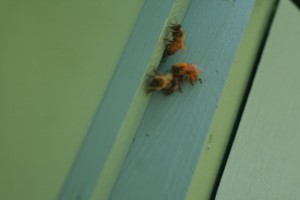 Honey bees bringing in pollen