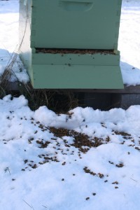 Lots of dead bees in the snow in front of the hive