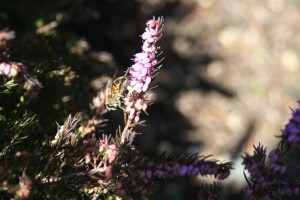 Heather with insect gathering pollen or nectar